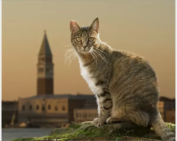 Cat - in Rome - Italy