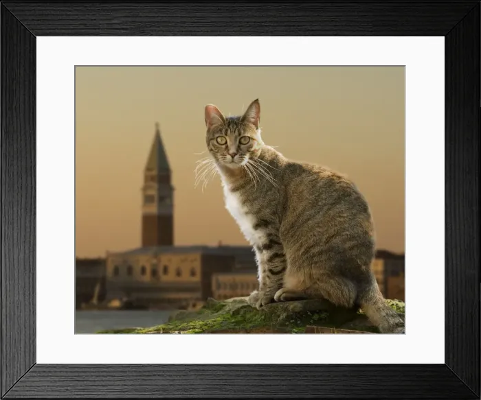 Framed Print : Cat - in Rome - Italy