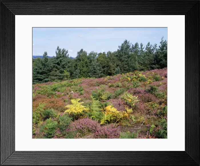 Framed Print : Heather & Scots Pine - UK Framed Print : Heather & Scots Pine - UK