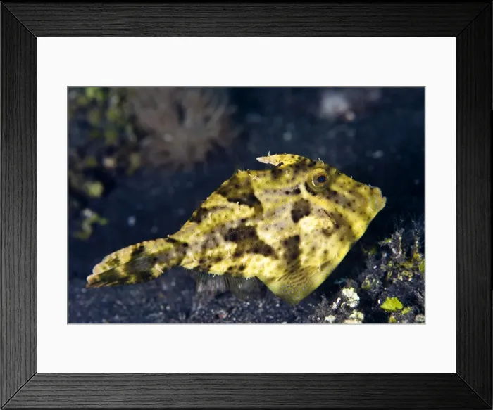 Framed Print : Smallspotted Leatherjacket / Strap-weed File-fish - Indonesia Framed Print : Smallspotted Leatherjacket / Strap-weed File-fish - Indonesia