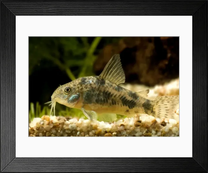 Framed Print : Pepper Cory Framed Print : Pepper Cory