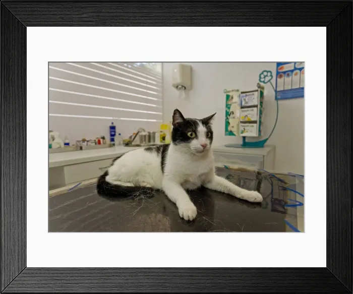 Framed Print : Cat - on vets table - Veterinary practice Framed Print : Cat - on vets table - Veterinary practice