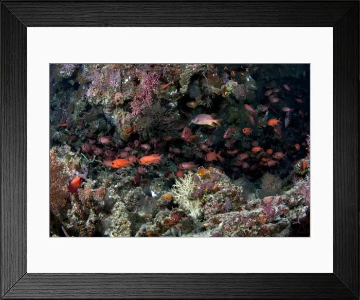 Framed Print : Crimson Soldierfish - school - Maldives Framed Print : Crimson Soldierfish - school - Maldives