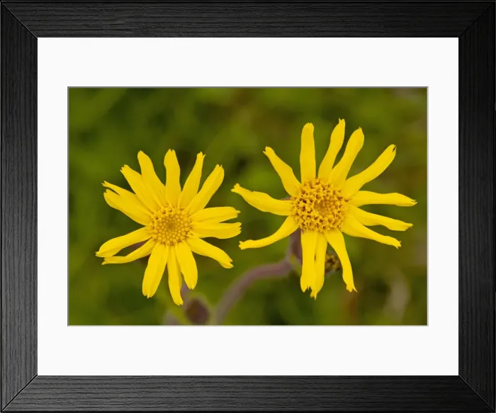 Framed Print : Arnica - Medicinal plant; Carpathians, Romania Framed Print : Arnica - Medicinal plant; Carpathians, Romania