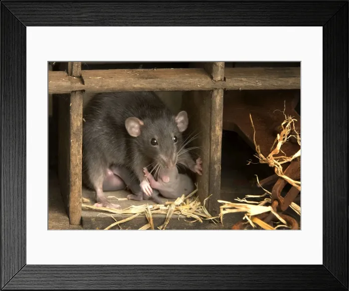Framed Print : Brown Rat - with young Framed Print : Brown Rat - with young