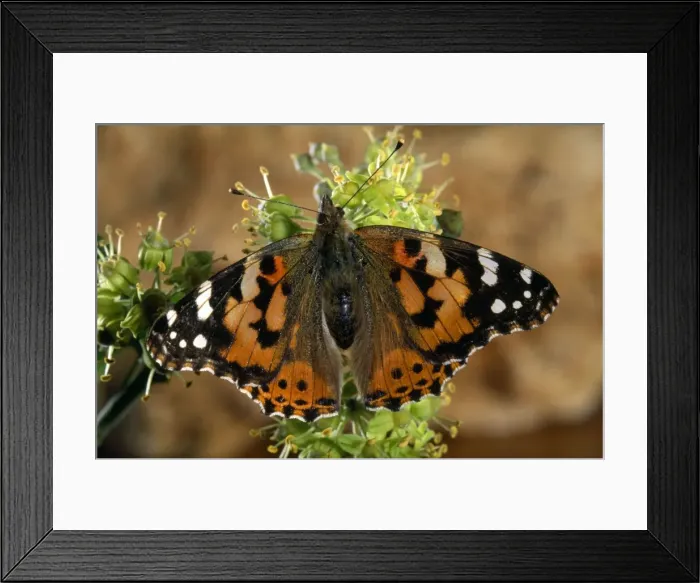 Framed Print : Painted Lady Butterfly Framed Print : Painted Lady Butterfly