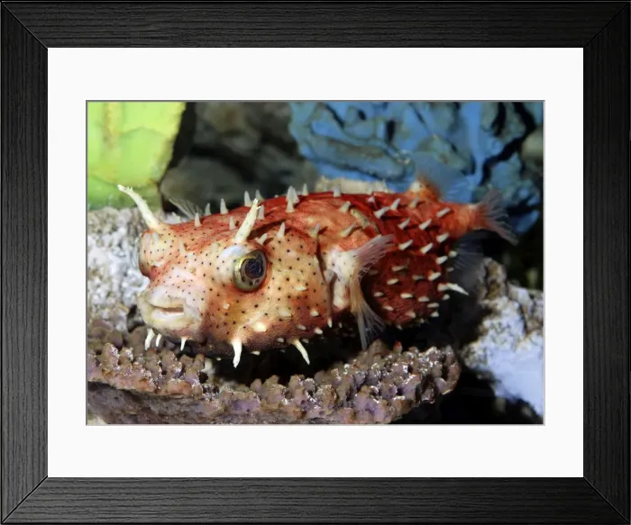 Framed Print : Antenna Burrfish - Tropical reefs - Atlantic Framed Print : Antenna Burrfish - Tropical reefs - Atlantic