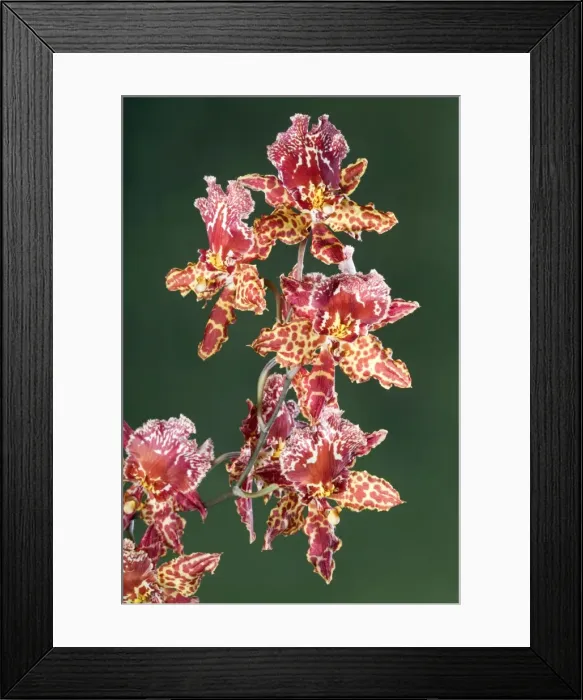 Framed Print : Orchid - Colmanara Wild Cat Orchid - South America Framed Print : Orchid - Colmanara Wild Cat Orchid - South America
