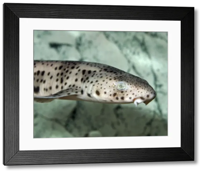 Framed Print : Lesser Spotted Dogfish, coastal waters Britain and Mediterranean Framed Print : Lesser Spotted Dogfish, coastal waters Britain and Mediterranean