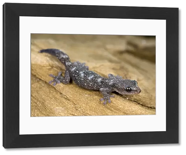 European Leaf-toed Gecko - young - Tuscany - Italy