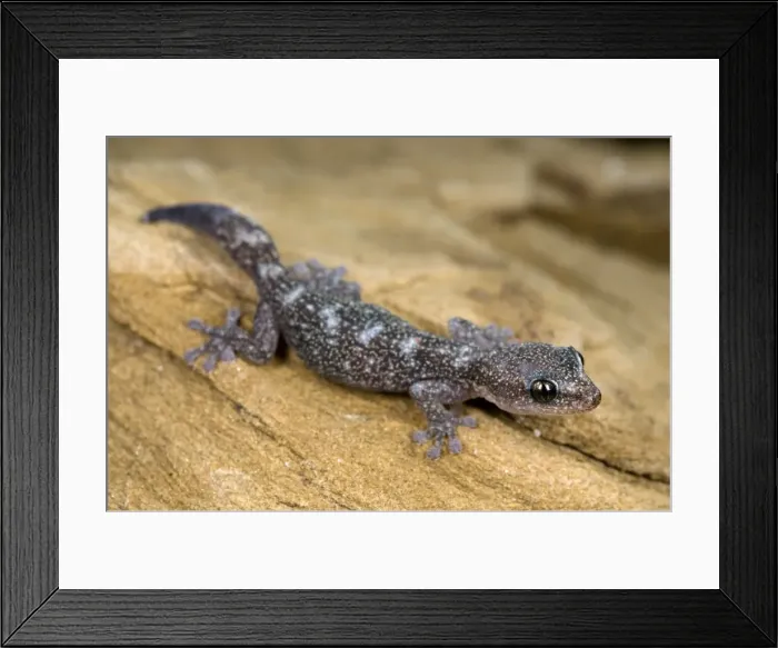 Framed Print : European Leaf-toed Gecko - young - Tuscany - Italy Framed Print : European Leaf-toed Gecko - young - Tuscany - Italy