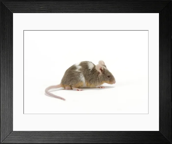 Framed Print : Pet Mouse - in studio Framed Print : Pet Mouse - in studio
