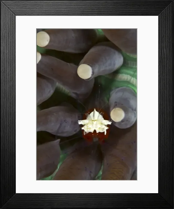 Framed Print : Commensal Shrimp on Heliofungia - Indonesia Framed Print : Commensal Shrimp on Heliofungia - Indonesia