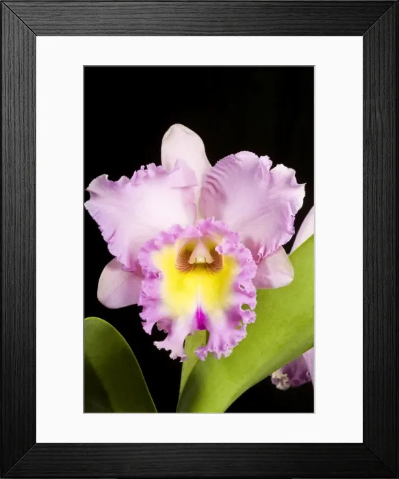 Framed Print : Orchid - Cattleya - Central and south America Framed Print : Orchid - Cattleya - Central and south America