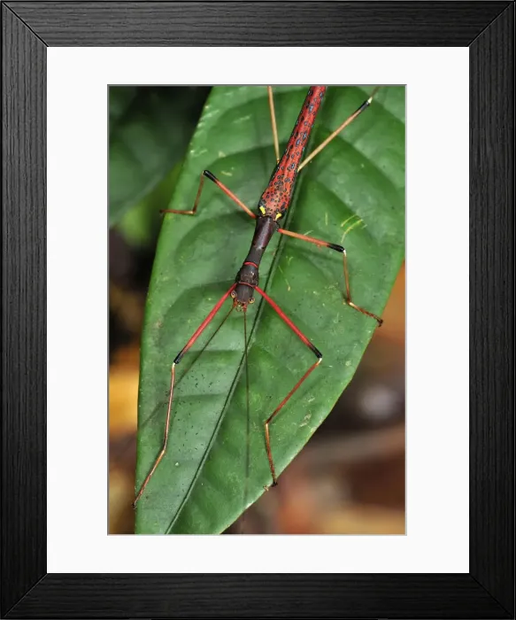 Framed Print : stick insect / walking stick - Gunung Leuser National Park - Northern Sumatra - Indonesia Framed Print : stick insect / walking stick - Gunung Leuser National Park - Northern Sumatra - Indonesia