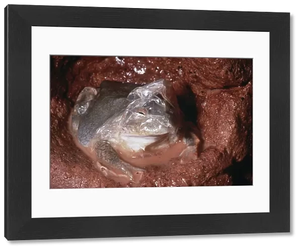Water-Holding Frog - in underground chamber - shedding dry skin after rain - Central Australia AU-1419