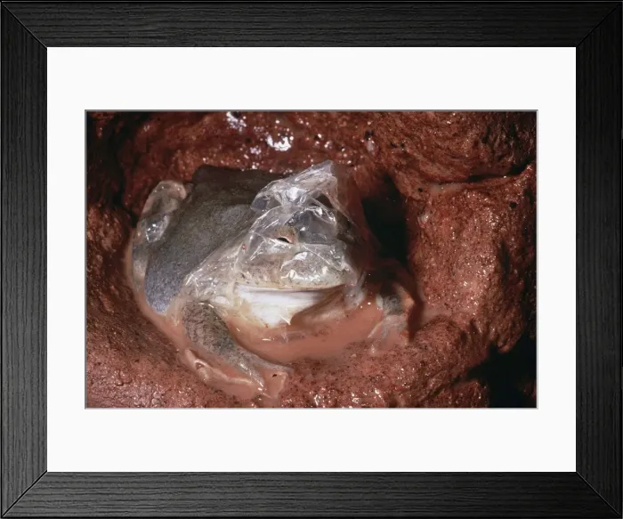 Framed Print : Water-Holding Frog - in underground chamber - shedding dry skin after rain - Central Australia AU-1419 Framed Print : Water-Holding Frog - in underground chamber - shedding dry skin after rain - Central Australia AU-1419