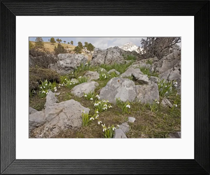 Framed Print : Snowdrop - on limestone in the Yaban Hayati National Park in the Taurus Mountains, south Turkey Framed Print : Snowdrop - on limestone in the Yaban Hayati National Park in the Taurus Mountains, south Turkey