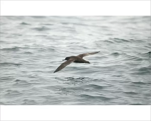 Sooty Shearwater RES 268 In flight over water Puffinus griseus © George Reszeter  /  ardea. com