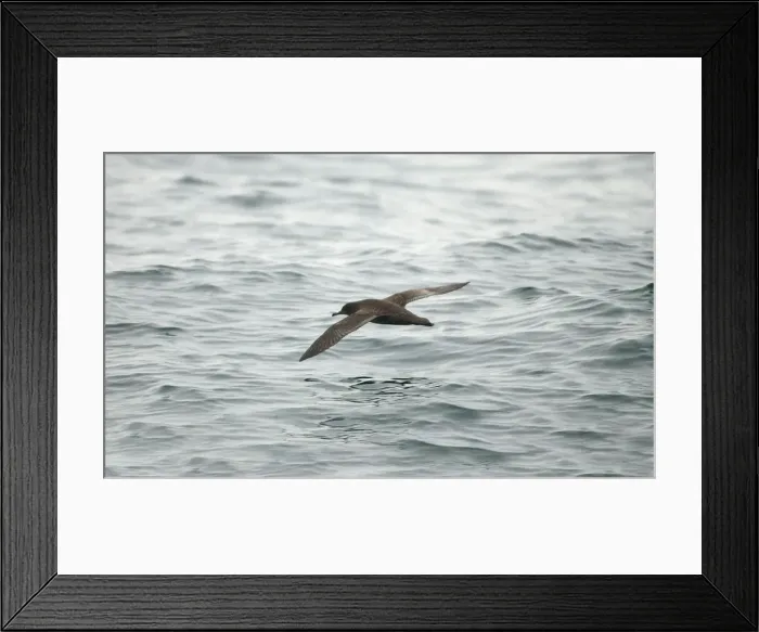 Framed Print : Sooty Shearwater RES 268 In flight over water Puffinus griseus © George Reszeter / ardea. com Framed Print : Sooty Shearwater RES 268 In flight over water Puffinus griseus © George Reszeter / ardea. com