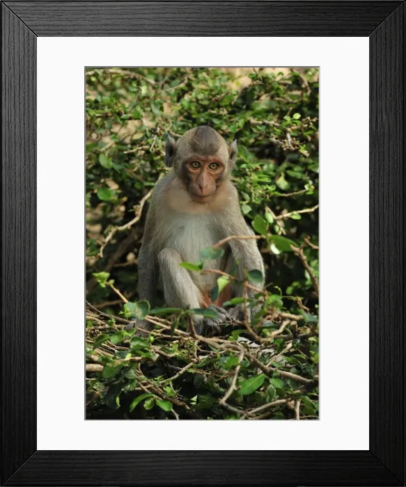 Framed Print : Long-tailed Macaque - Khao Sam Roi Yot National Park - Thailand Framed Print : Long-tailed Macaque - Khao Sam Roi Yot National Park - Thailand