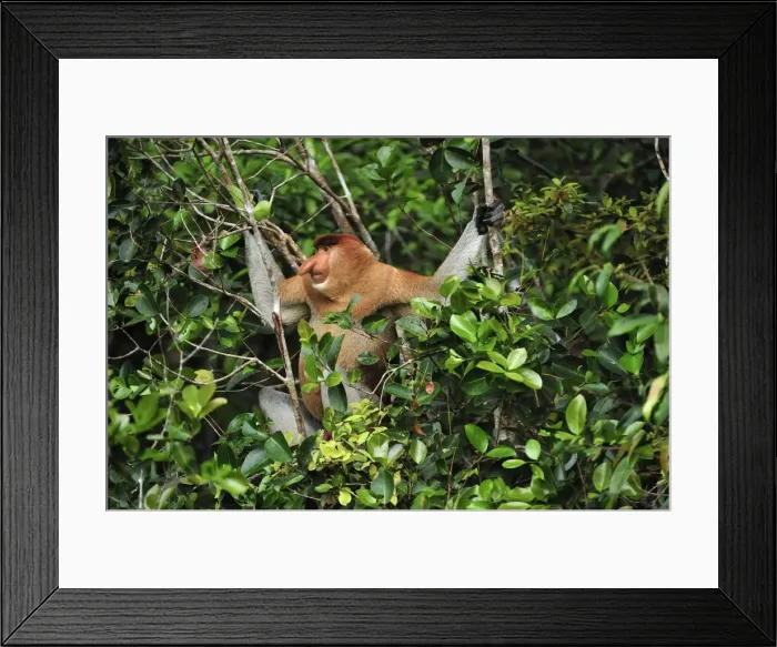 Framed Print : Proboscis Monkey - male - Tanjung Puting National Park - Kalimantan - Borneo - Indonesia Framed Print : Proboscis Monkey - male - Tanjung Puting National Park - Kalimantan - Borneo - Indonesia