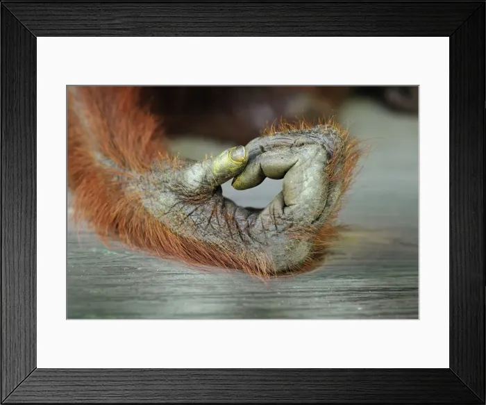 Framed Print : Borneo Orangutan - hand - Camp Leakey - Tanjung Puting National Park - Kalimantan - Borneo - Indonesia Framed Print : Borneo Orangutan - hand - Camp Leakey - Tanjung Puting National Park - Kalimantan - Borneo - Indonesia