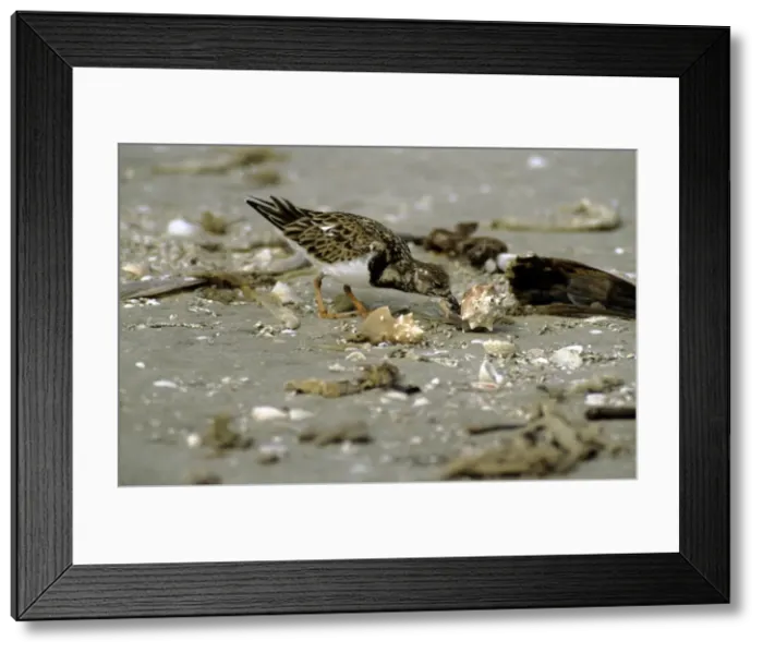 Framed Print : Ruddy Turnstone - feeding from shell Framed Print : Ruddy Turnstone - feeding from shell