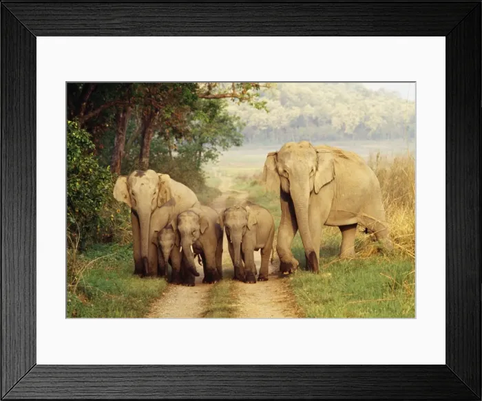 Framed Print : Indian Elephant JR 122 Family Elephas maximus © Jagdeep Rajput / ardea. com Framed Print : Indian Elephant JR 122 Family Elephas maximus © Jagdeep Rajput / ardea. com