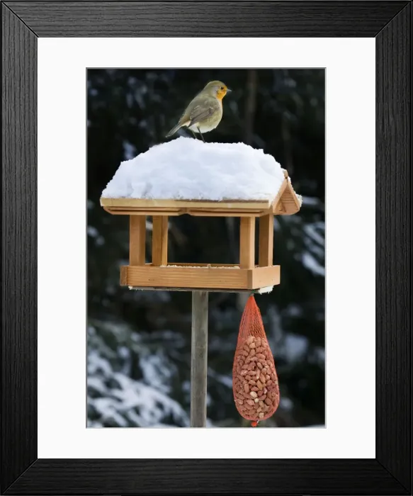 Framed Print : Robin - on top of bird feeding house in snow Framed Print : Robin - on top of bird feeding house in snow
