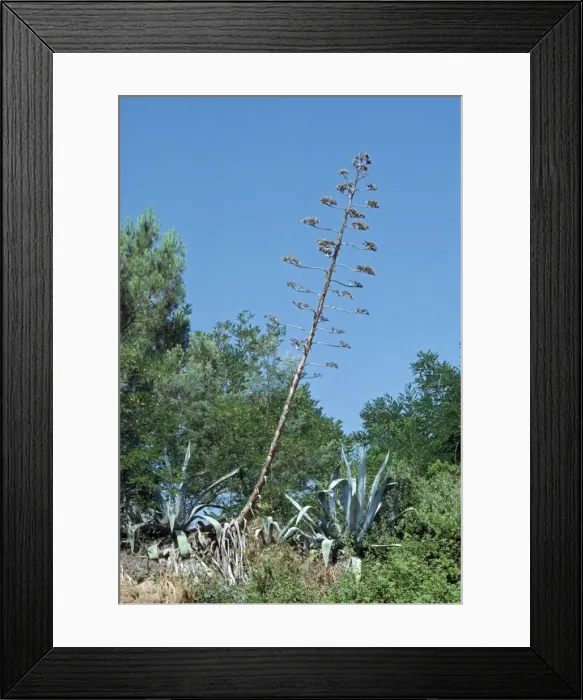 Framed Print : Agave PPG 1155 Agave americana © Pascal Goetgheluck / ardea. com Framed Print : Agave PPG 1155 Agave americana © Pascal Goetgheluck / ardea. com