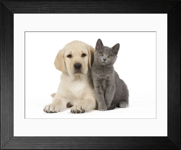 Framed Print : Dog and Cat - Yellow Labrador puppy with Chartreux kitten Framed Print : Dog and Cat - Yellow Labrador puppy with Chartreux kitten