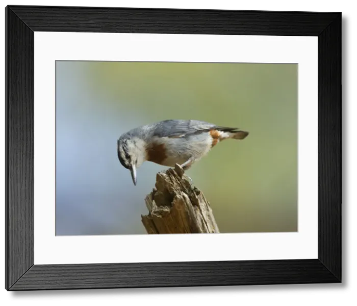 Framed Print : Kruper's Nuthatch - on Pine Tree - Southern Turkey - May Framed Print : Kruper's Nuthatch - on Pine Tree - Southern Turkey - May