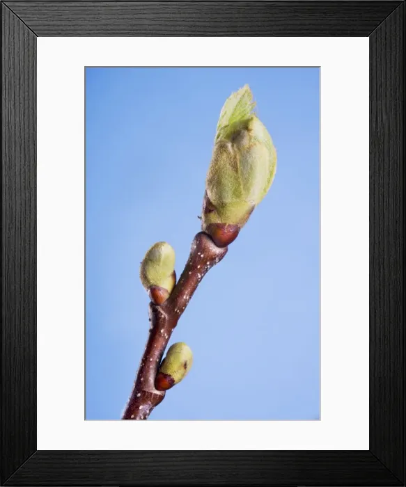 Framed Print : Sweet Chestnut bud Framed Print : Sweet Chestnut bud
