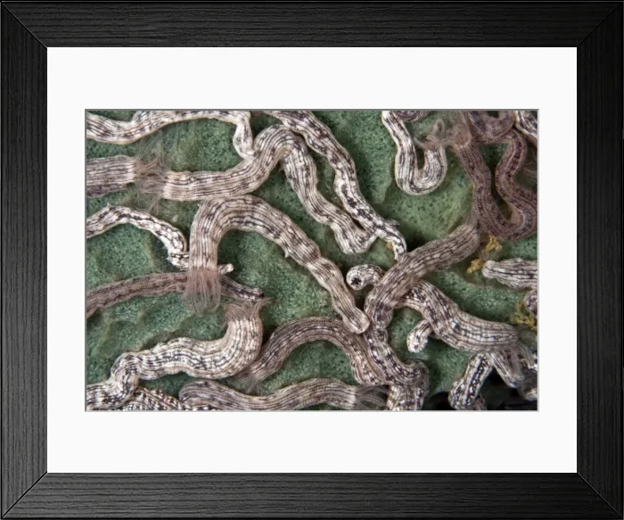 Framed Print : Spotted Sea Cucumbers - Indonesia Framed Print : Spotted Sea Cucumbers - Indonesia