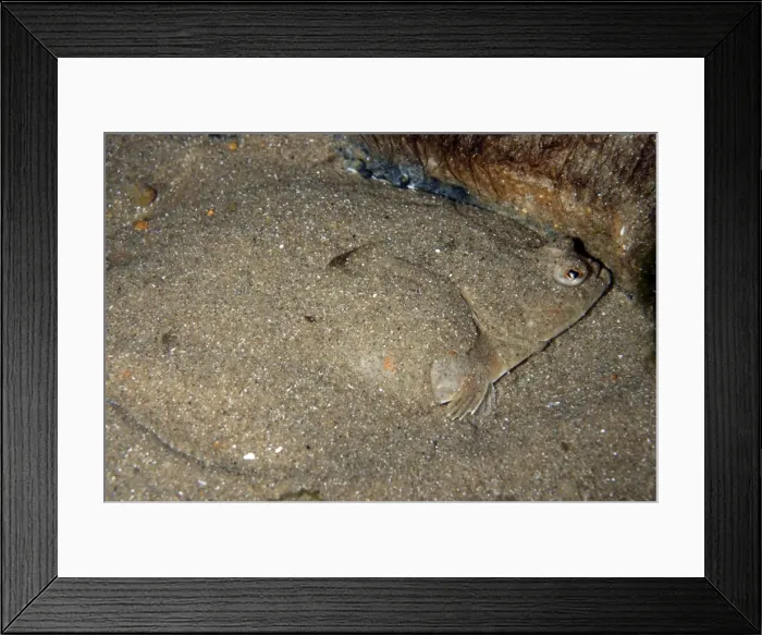 Framed Print : Plaice - covering itself with sand as camouflage