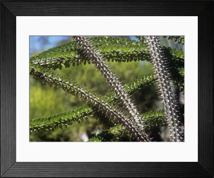 Framed Print : Madagascan Ocotillo - Detail of branches Framed Print : Madagascan Ocotillo - Detail of branches