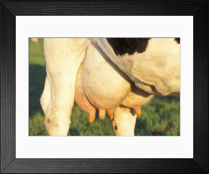 Framed Print : Cow ME 965 Udder © Johan De Meester / ardea. com Framed Print : Cow ME 965 Udder © Johan De Meester / ardea. com