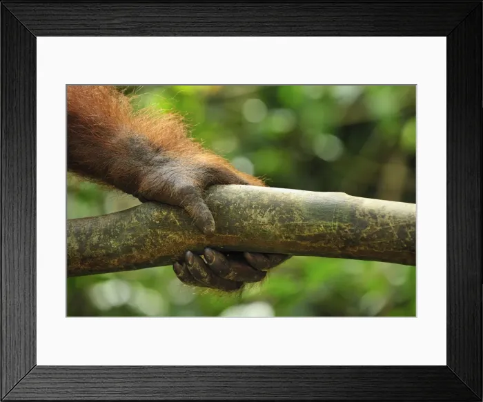 Framed Print : Sumatran Orangutan - hand - Gunung Leuser National Park - Northern Sumatra - Indonesia