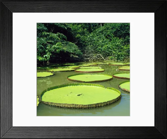 Framed Print : Giant Water Lily Guyana, South America Framed Print : Giant Water Lily Guyana, South America