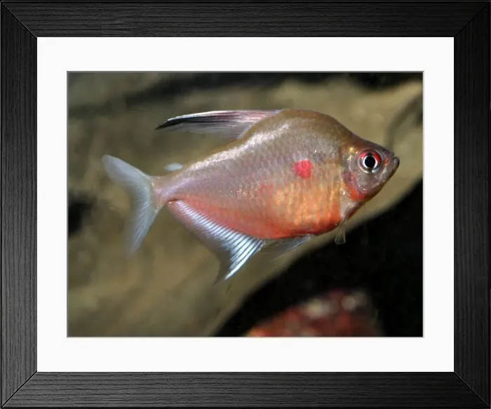 Framed Print : Bleeding Heart Tetra, freshwaters, Colombia Framed Print : Bleeding Heart Tetra, freshwaters, Colombia