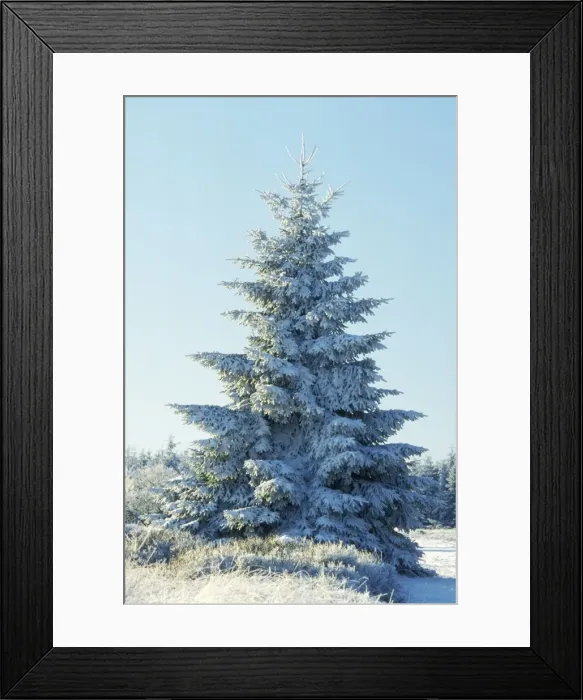 Framed Print : Spruce Tree ME 981 In snow © Johan De Meester / ardea. com Framed Print : Spruce Tree ME 981 In snow © Johan De Meester / ardea. com