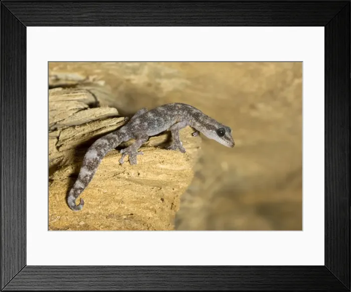 Framed Print : European Leaf-toed Gecko - adult - Tuscany - Italy Framed Print : European Leaf-toed Gecko - adult - Tuscany - Italy