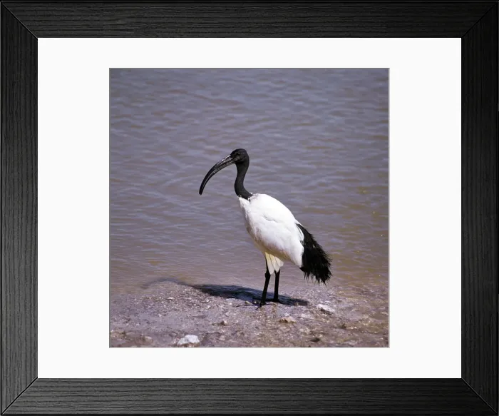 Framed Print : Sacred Ibis Framed Print : Sacred Ibis