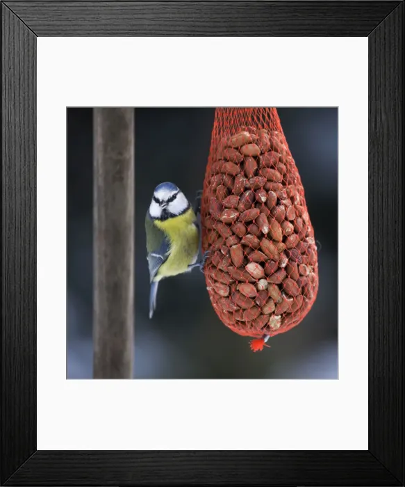 Framed Print : Blue Tit - on bird feeder (bag of nuts) in winter Framed Print : Blue Tit - on bird feeder (bag of nuts) in winter