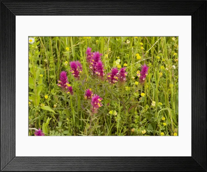 Framed Print : Field Cow-wheat - in grassland above Mihai Viteazu Framed Print : Field Cow-wheat - in grassland above Mihai Viteazu