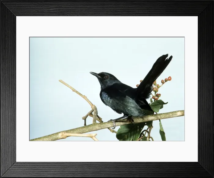 Framed Print : Black Catbird Framed Print : Black Catbird