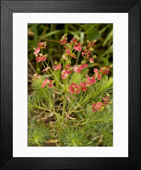 Framed Print : Cypress Spurge - with autumn colour. Very rare in UK Framed Print : Cypress Spurge - with autumn colour. Very rare in UK