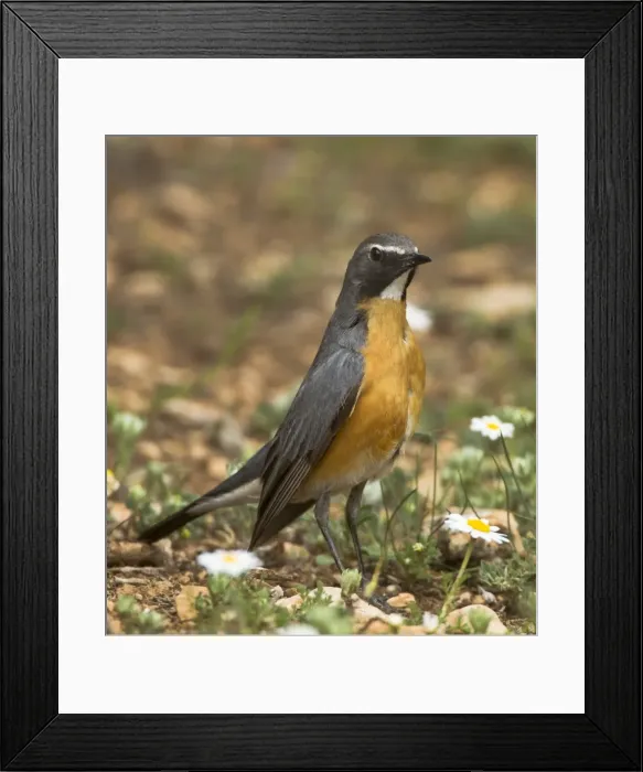 Framed Print : White-throated Robin - adult male - Korkitelli Hills - Southern Turkey - May Framed Print : White-throated Robin - adult male - Korkitelli Hills - Southern Turkey - May