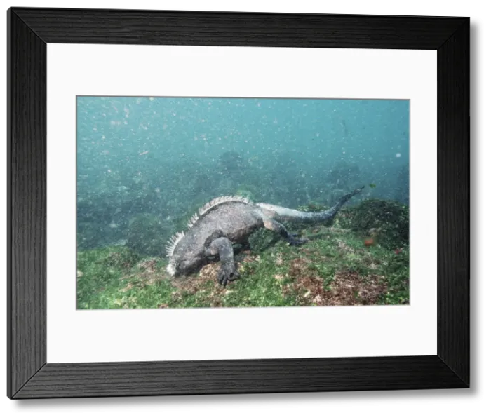 Framed Print : Marine Iguana - feeding underwater AU-1593 Framed Print : Marine Iguana - feeding underwater AU-1593
